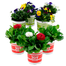 Violen, Bellis of trio mix